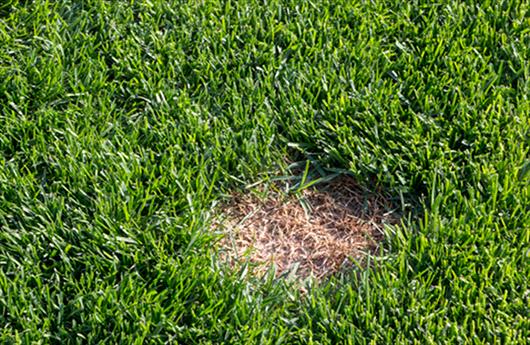 bald lawn