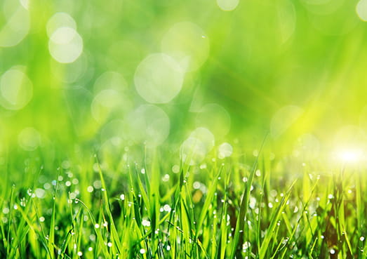 Pesticide information Weed man lawn care