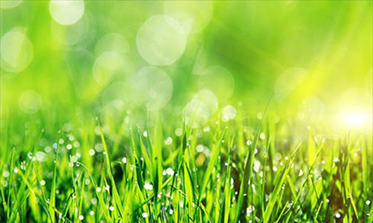Green grass